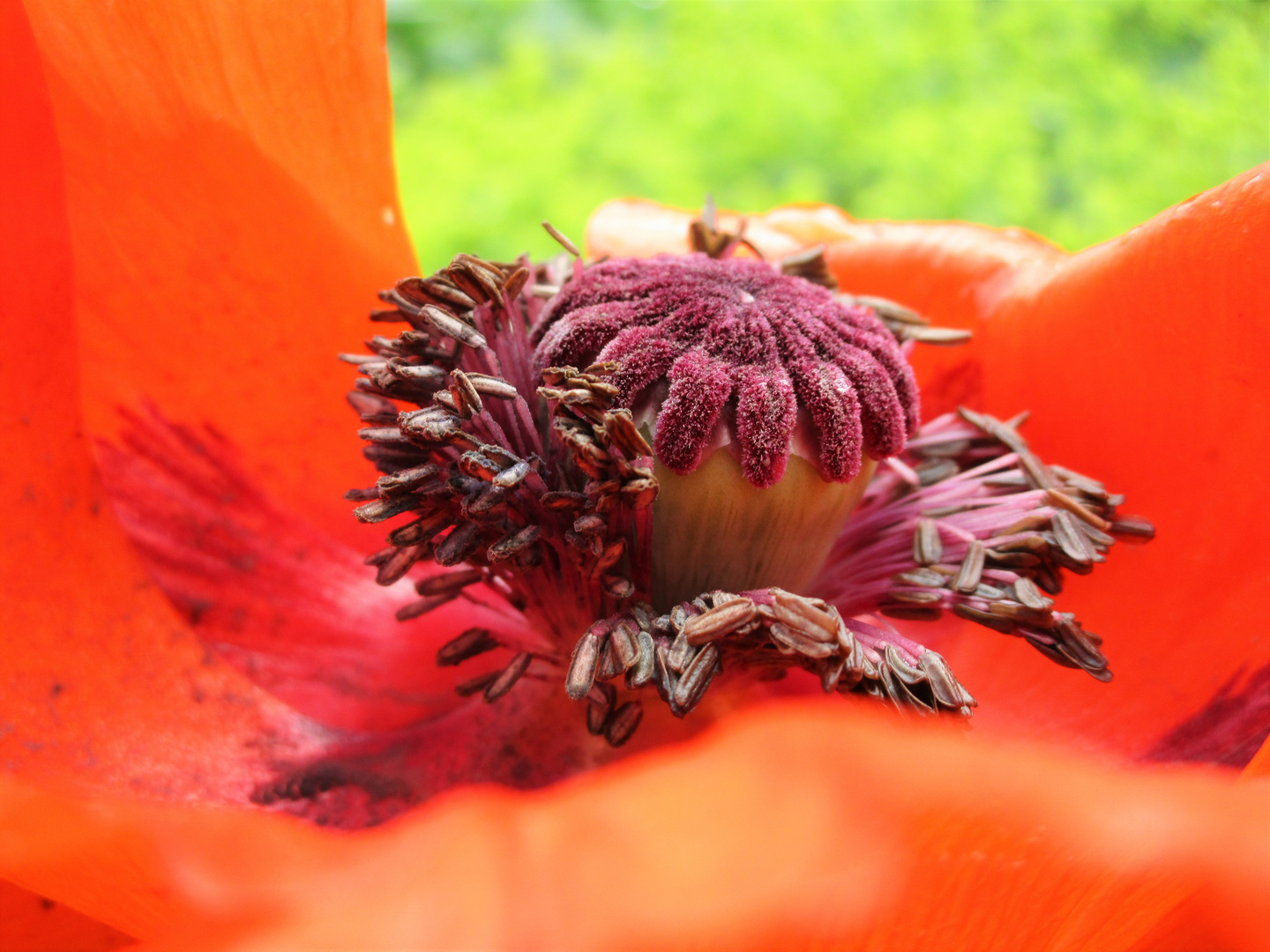 Innenleben einer   Mohnblüte