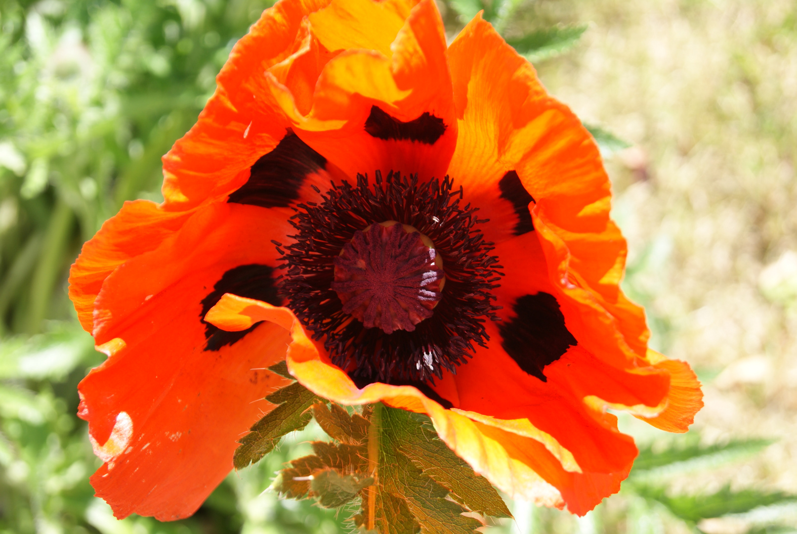 Innenleben einer Mohnblume