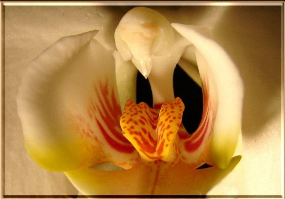 Innenleben einer Orchidee