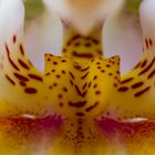 Innenleben einer Orchideen Blüte