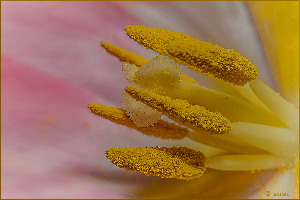 Innenleben einer rosa Tulpe