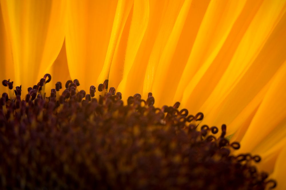 Innenleben einer Sonnenblume