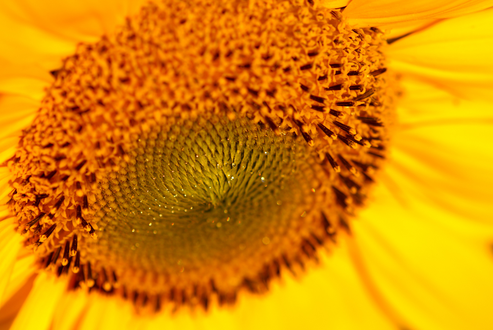 Innenleben einer Sonnenblumenblüte