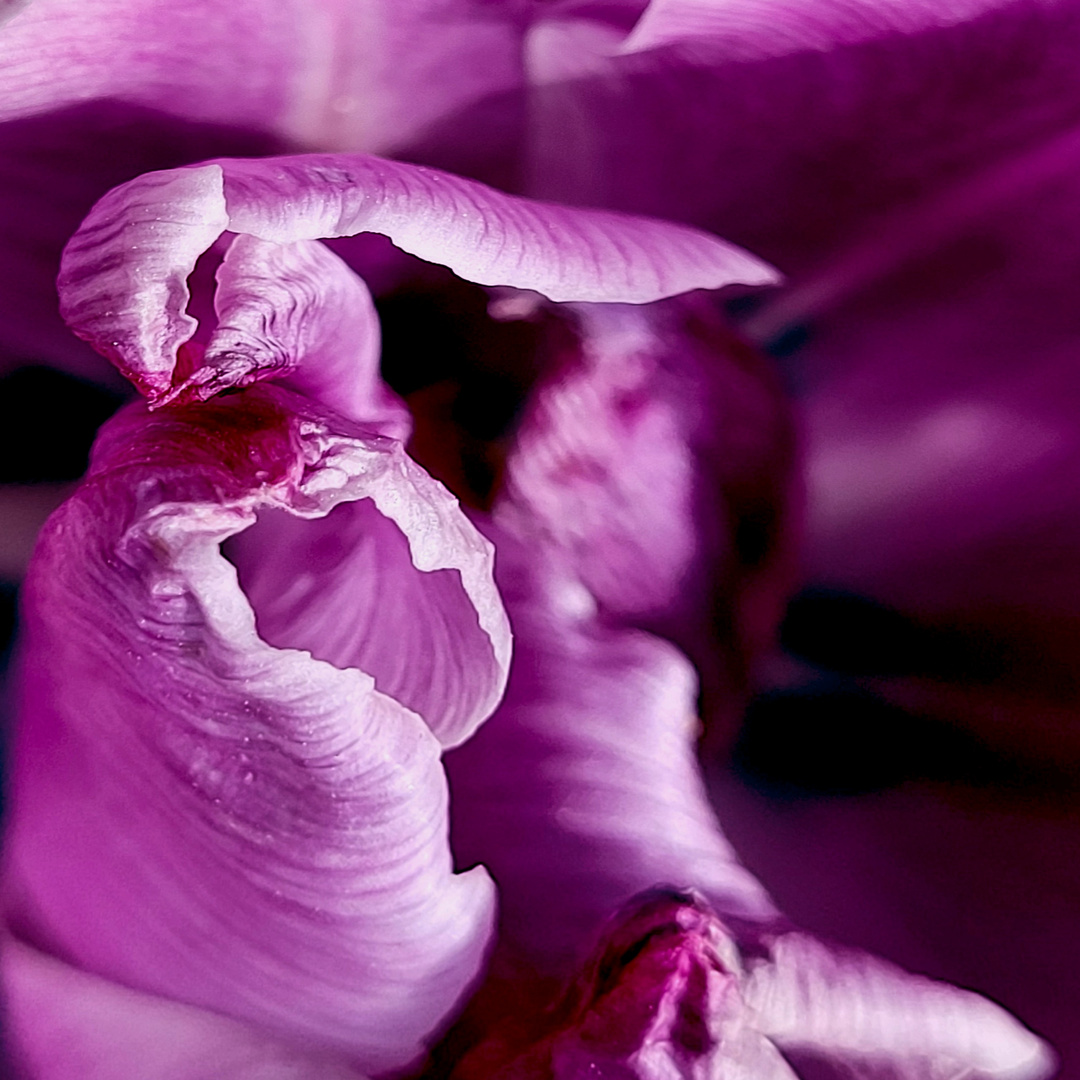 Innenleben einer Tulpe. 