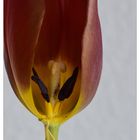 Innenleben einer Tulpe - 2