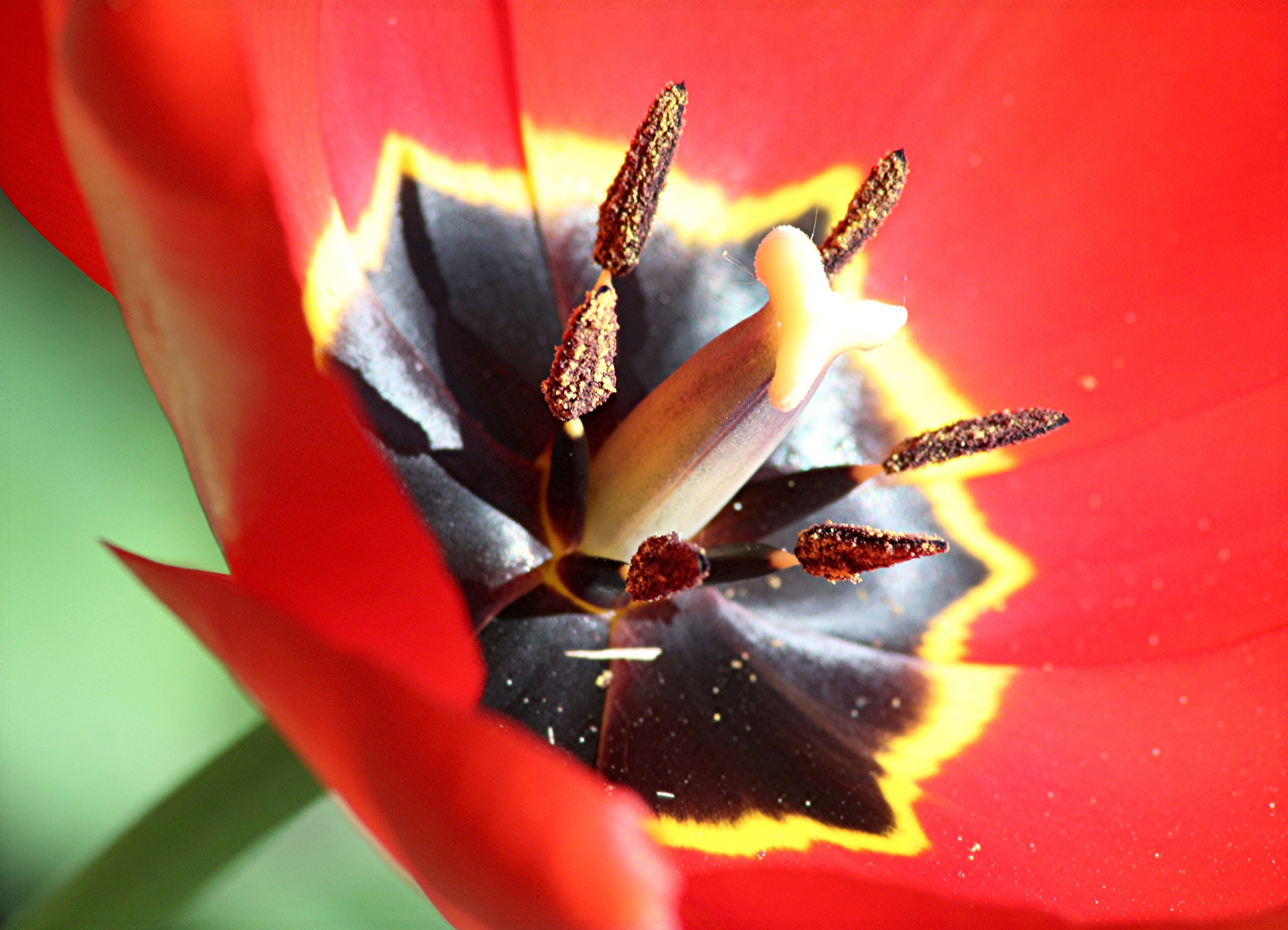 "Innenleben" einer Tulpe