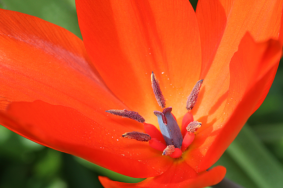 Innenleben einer Tulpe