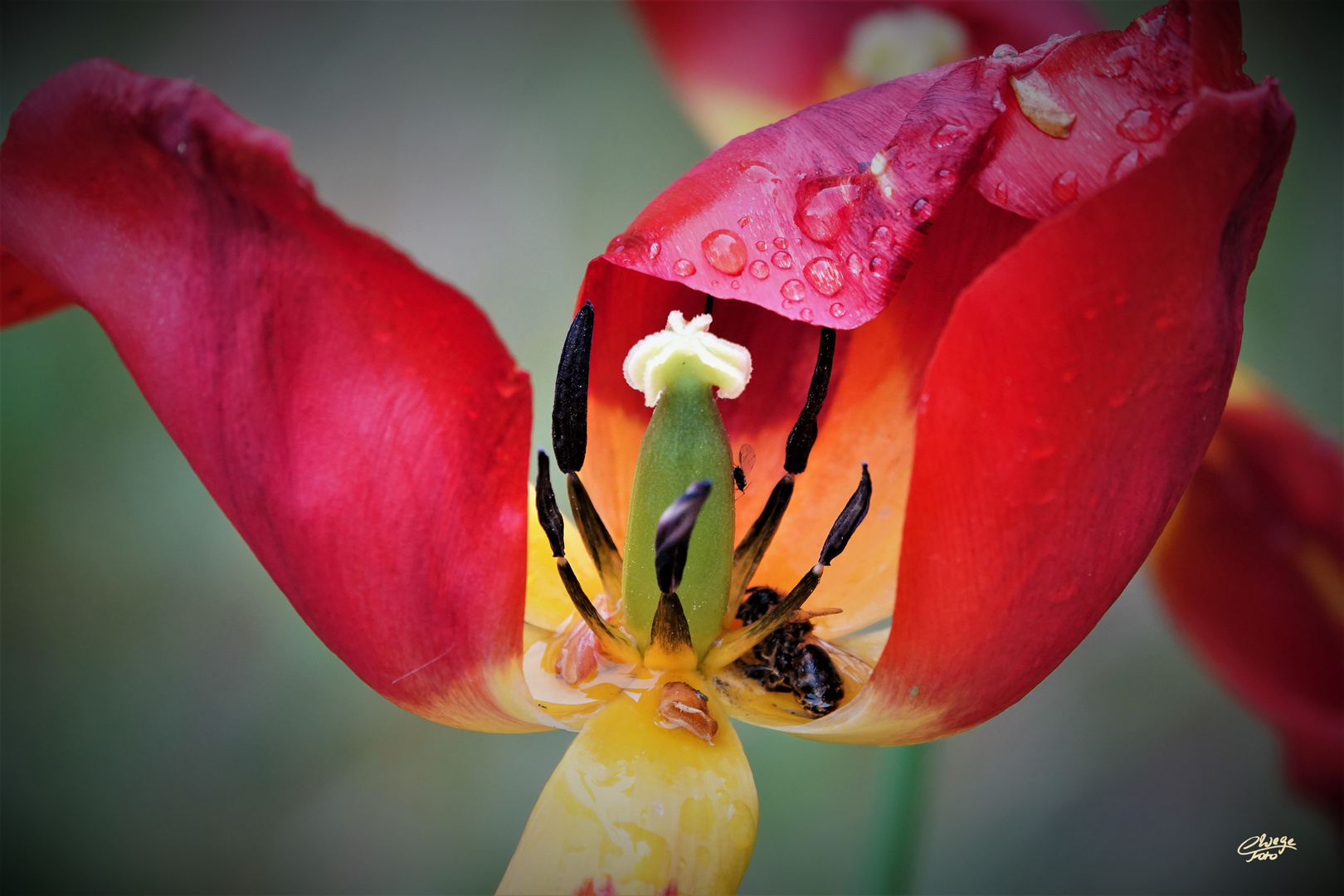 Innenleben einer Tulpe