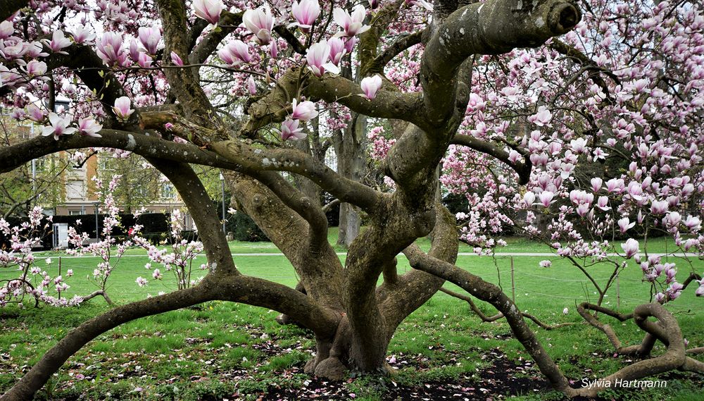 Innenleben eines Magnolienstrauches