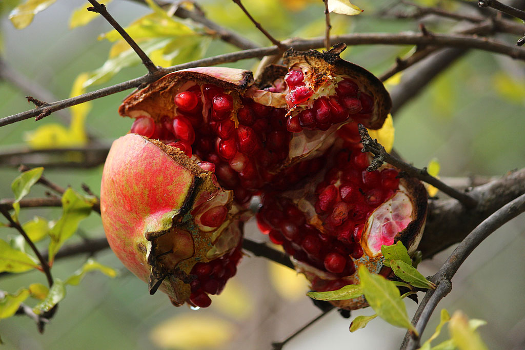 Innenleben - Granatapfel