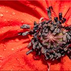 Innenleben Mohn