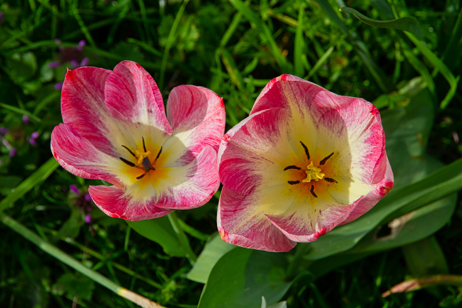 Innenleben von Tulpen