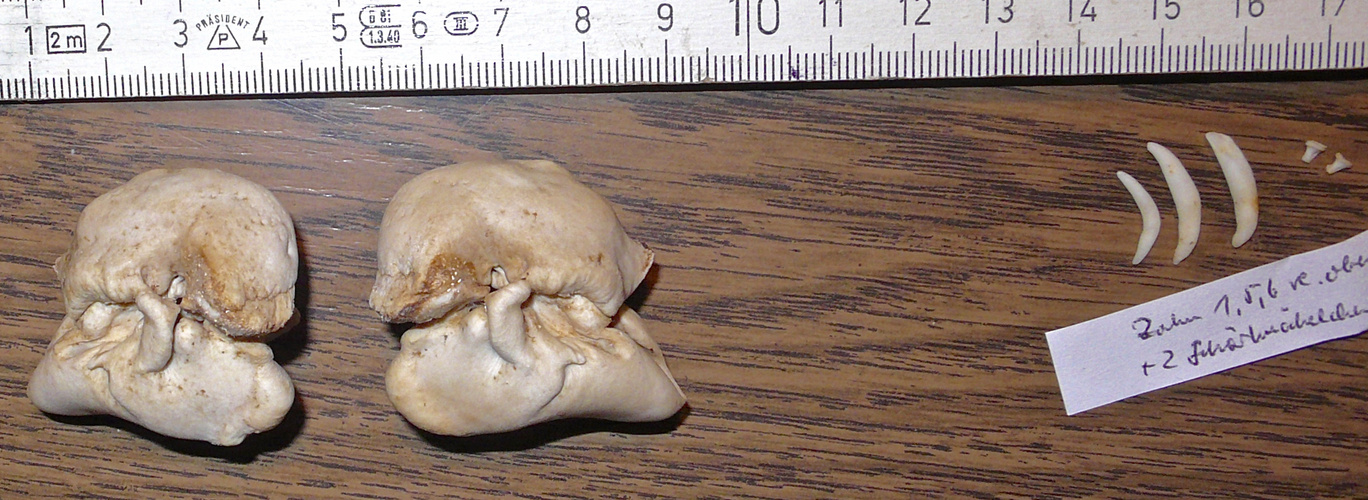 Innenohrkapseln, Zähne und zwei Gehörknöchelchen des Schweinswals (Phocoena phocoena)