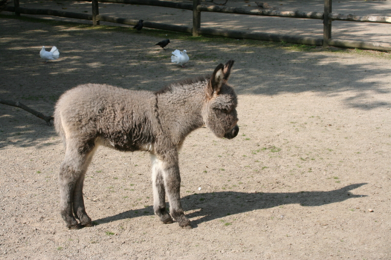 Innenschau oder Schatten ansehen? Foto & Bild | archiv projekte