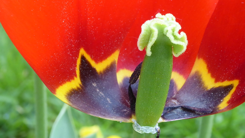 Innenseite einer Tulpe