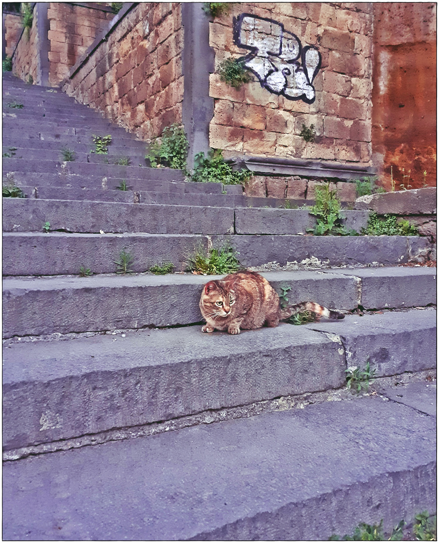 INNER CITY CAT