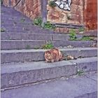 INNER CITY CAT