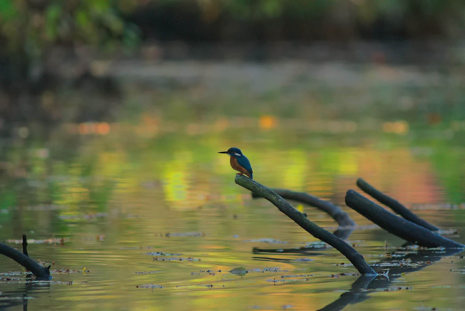 inner city kingfisher