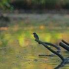 inner city kingfisher