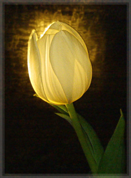Inner Light de Tulip