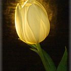 Inner Light de Tulip