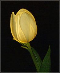 Inner Light de Tulip