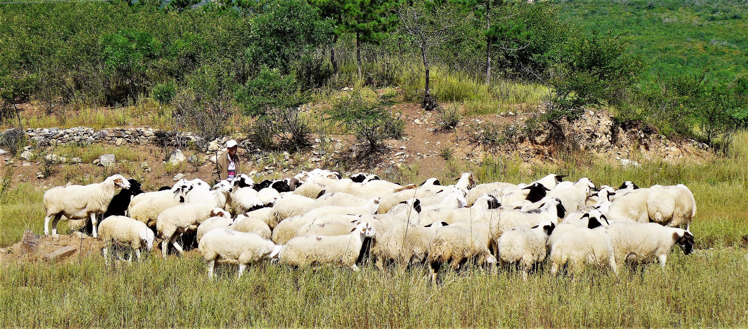 Inner Mongolia Shepherd