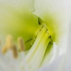 Innere einer Amaryllis