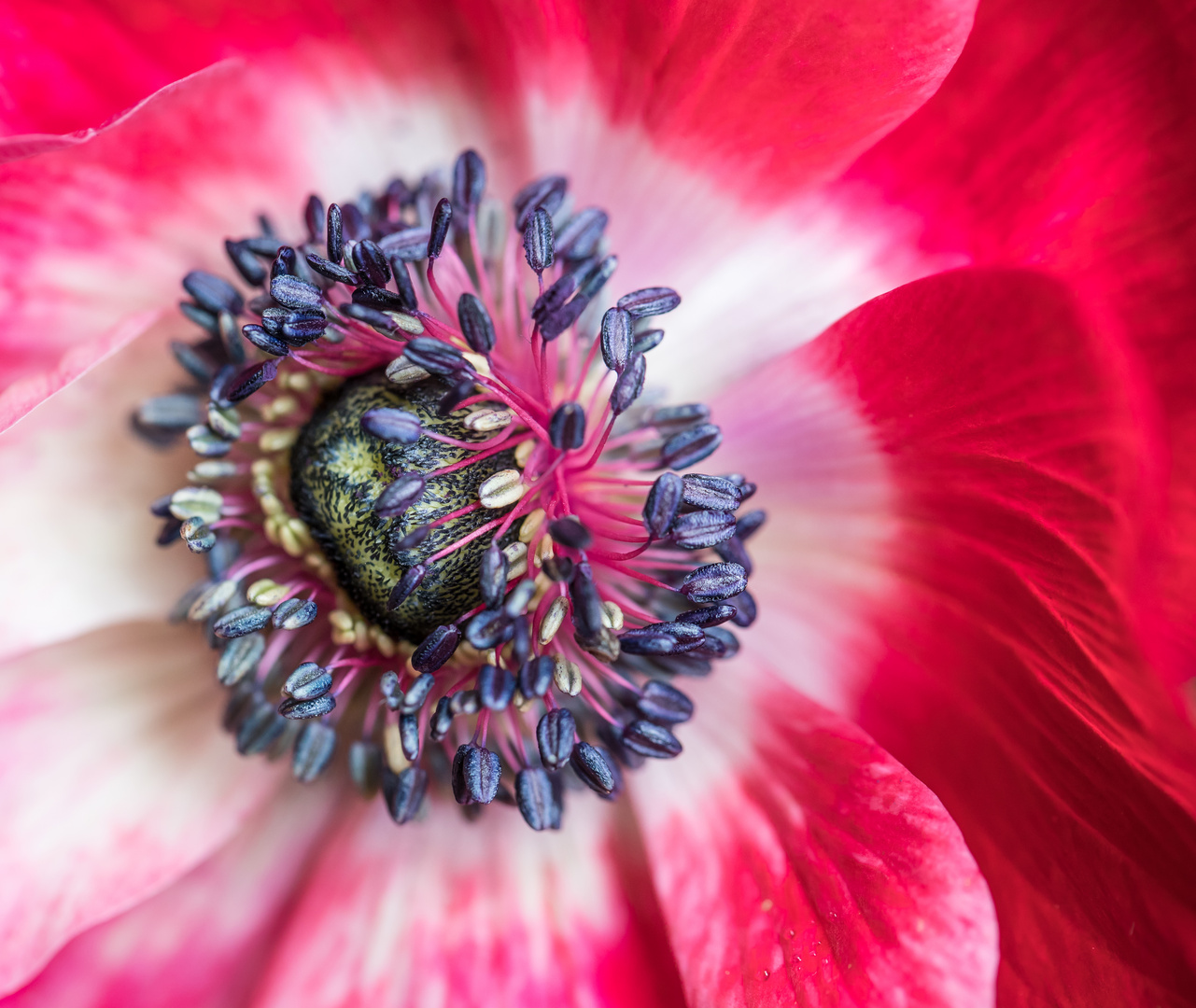 Innere einer Anemone