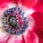 Innere einer Anemone