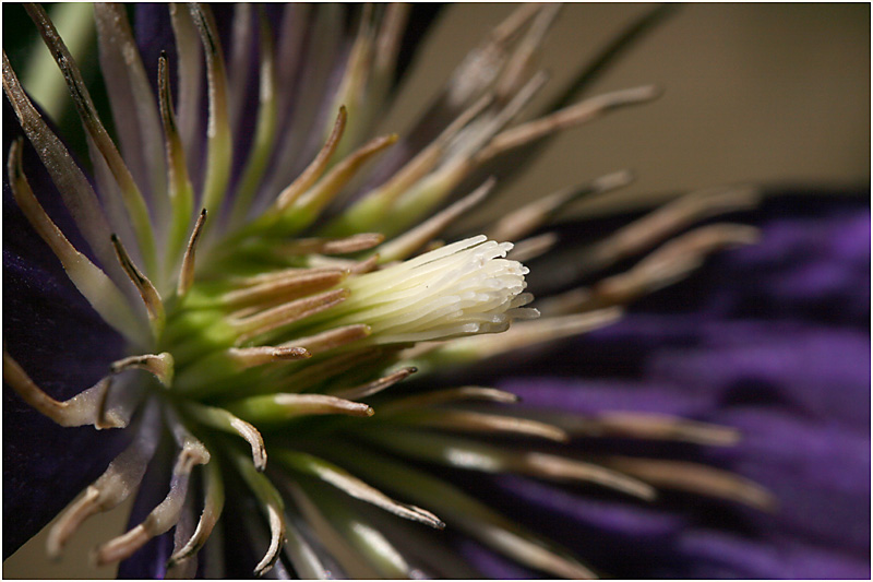 Innere einer Clematisblüte