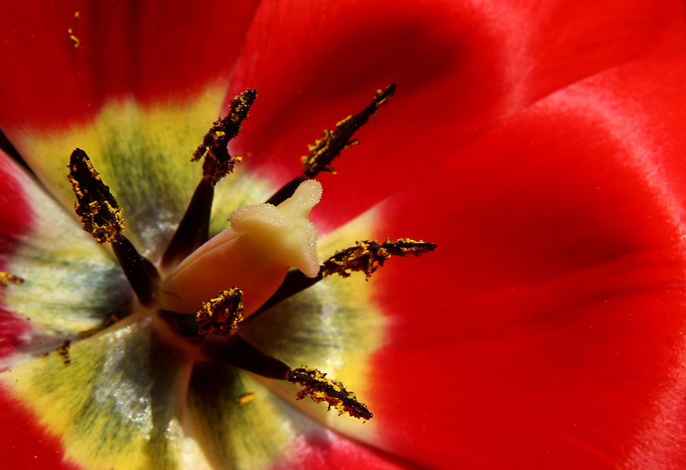 innere einer Tulpe von Julijana Magdalena 