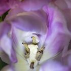 Innere einer violetten Tulpe