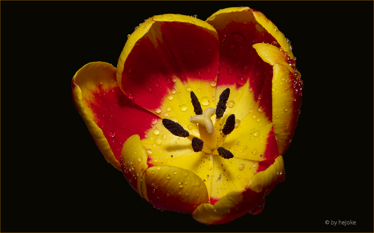 Innere Tulpenblüte 