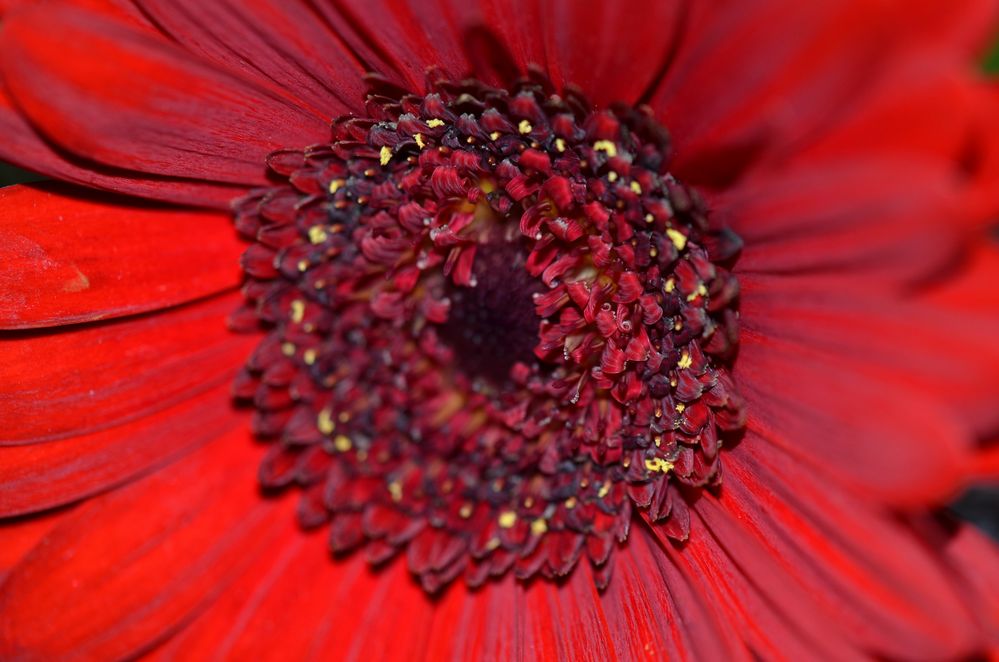 Inneres der Gerbera-Blüte