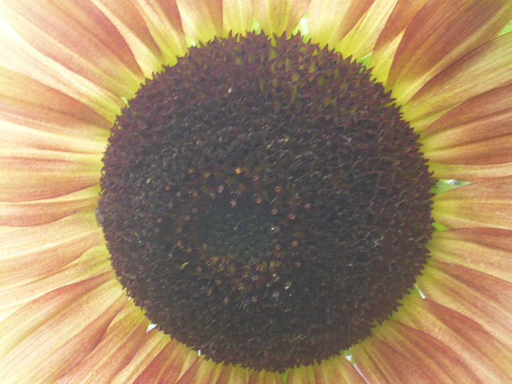 Inneres der Sonnenblume