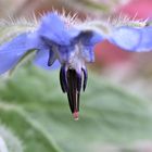 Inneres einer Borretsch-Blüte