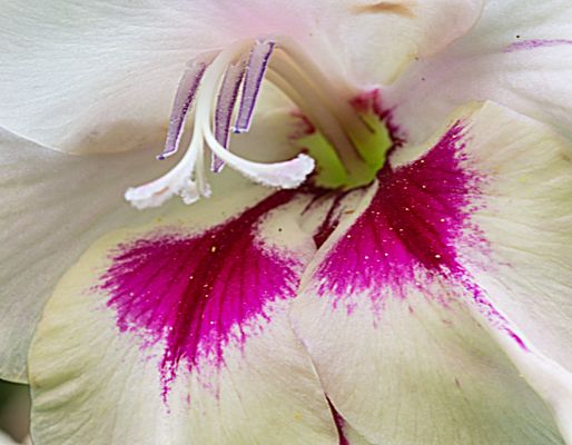 Inneres einer Gladiolenblüte