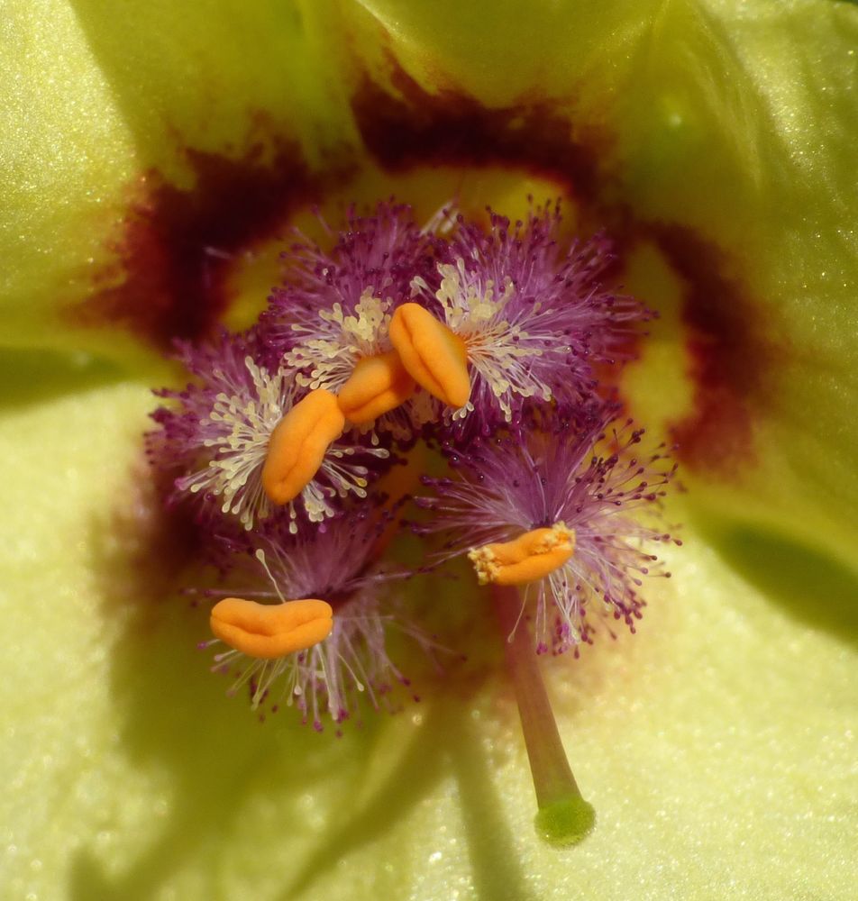 Inneres einer Nachtkerzenblüte