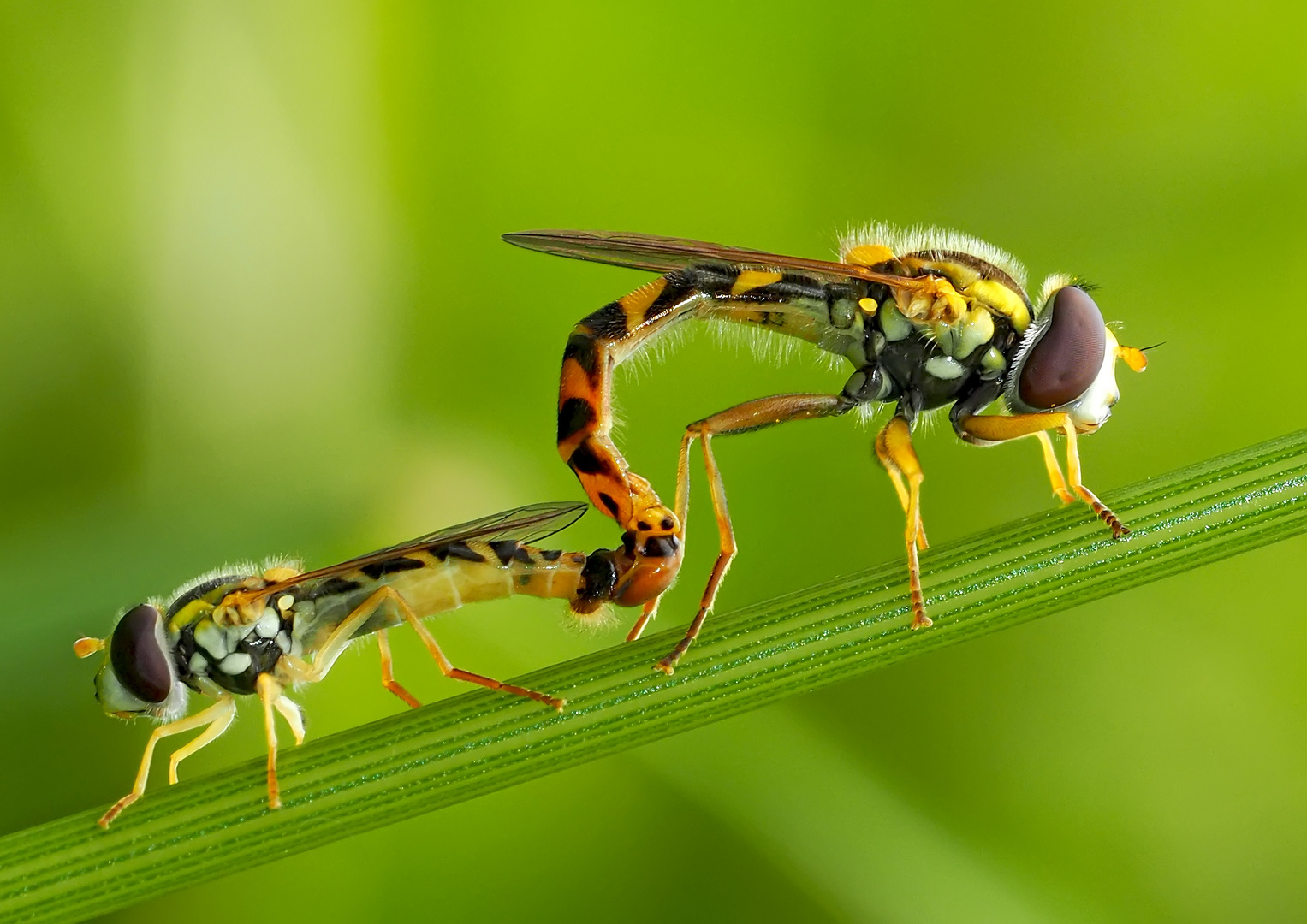 Innige Gemeinsamkeit! - Gewöhnliche Langbauchschwebfliegen (Sphaerophoria scripta). *