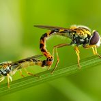 Innige Gemeinsamkeit! - Gewöhnliche Langbauchschwebfliegen (Sphaerophoria scripta). *