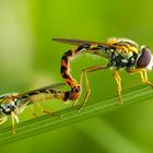 Innige Gemeinsamkeit! - Gewöhnliche Langbauchschwebfliegen (Sphaerophoria scripta). *