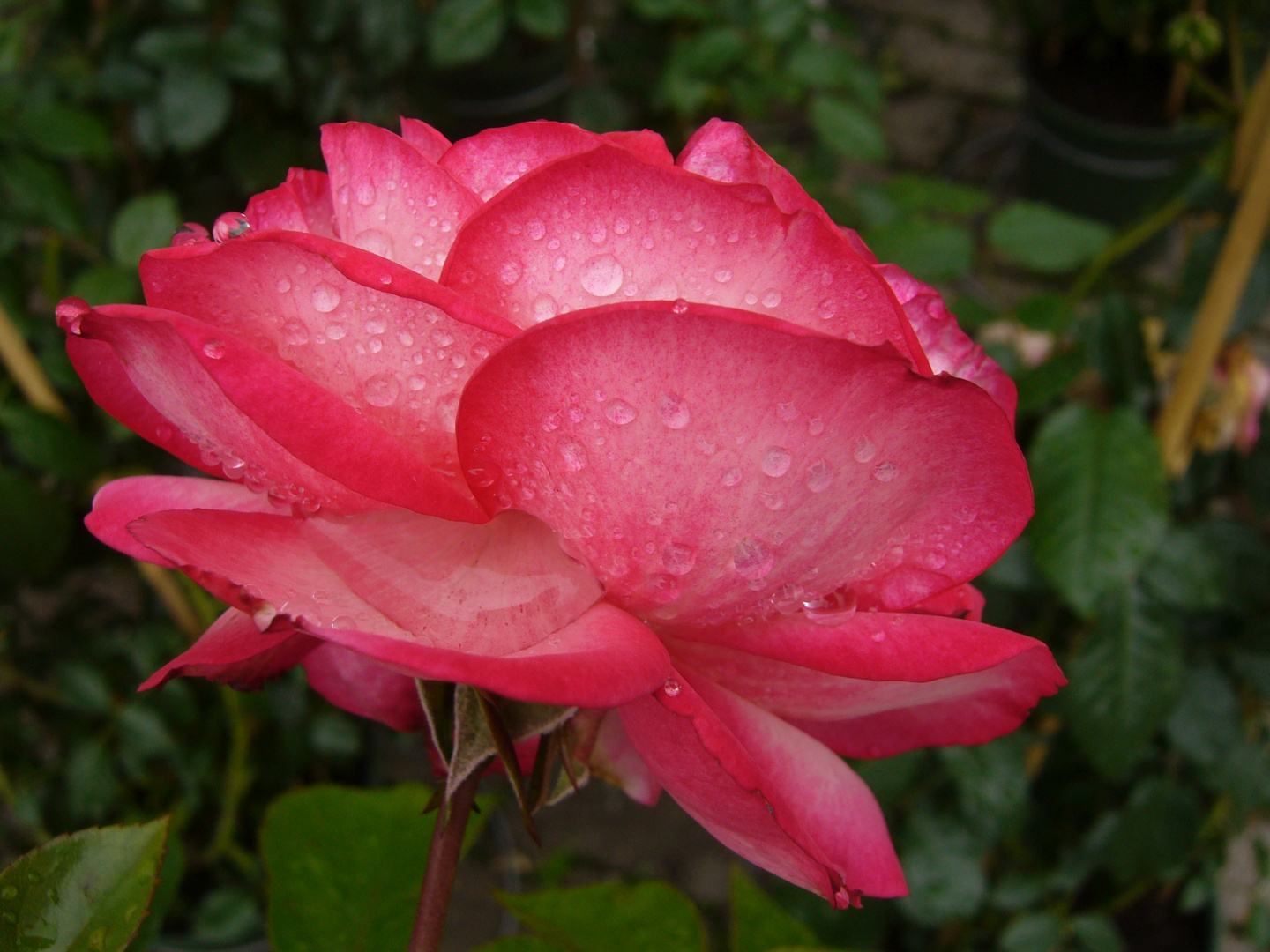 Innige Liebe verheißt diese rote Edelrose