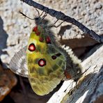 Innige Zweisamkeit beim Roten Apollofalter (Parnassius apollo). Foto 2