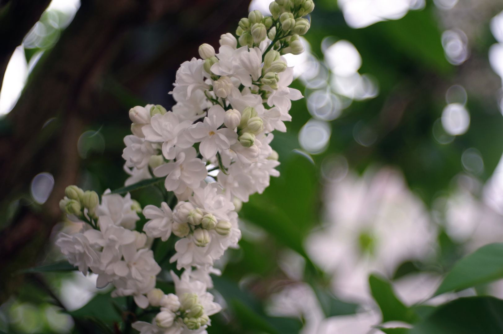 Innocent white lilac inflorescences