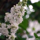 Innocent white lilac inflorescences