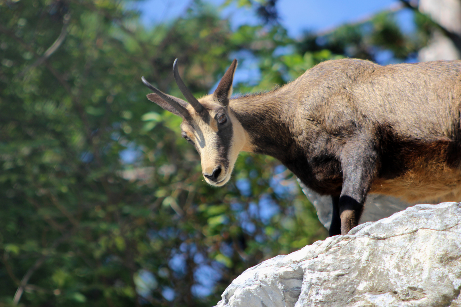 Innsbruck Alpenzoo Gams