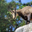 Innsbruck Alpenzoo Gams