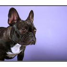 Inoffizielle Bulldoggen/Mops/Boston Terrier Sektion