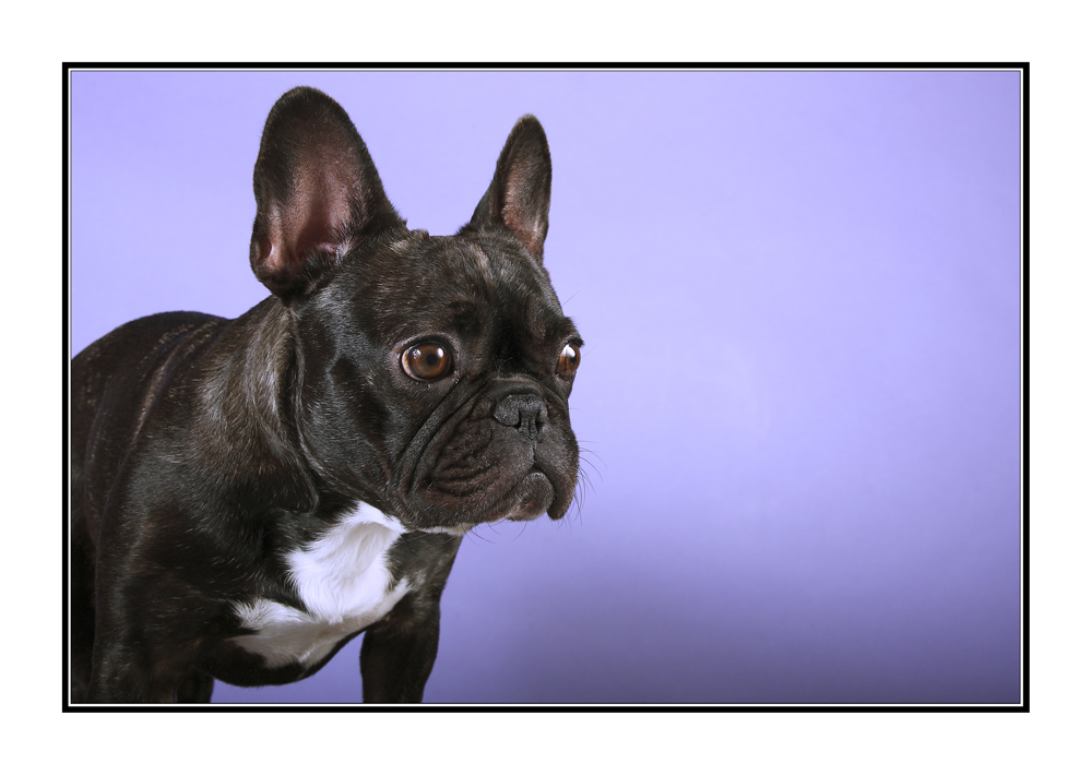 79+ Boston Terrier French Bulldog